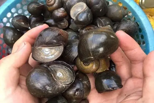 Cách Nấu Ốc Chuối Đậu Chay