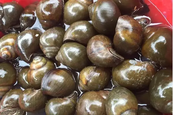 Cách Chọn Ốc Nhồi Tươi Ngon Cách Chọn Ốc Nhồi Tươi Ngon