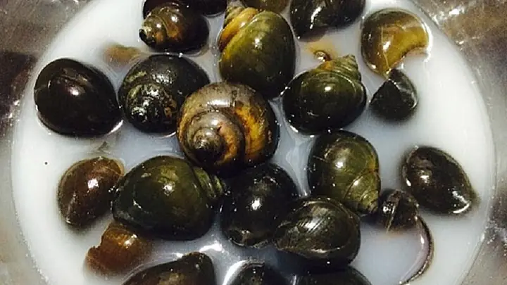 2Cách làm sạch ốc đơn giản, không tanh