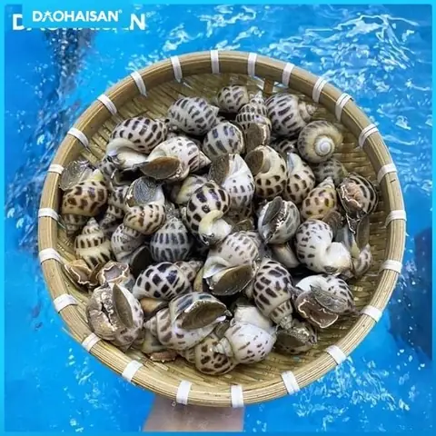 Mách Bạn Cách Làm Món Ốc Hương Rang Muối Ớt Thơm Ngon Lạ Miệng Mách Bạn Cách Làm Món Ốc Hương Rang Muối Ớt Thơm Ngon Lạ Miệng