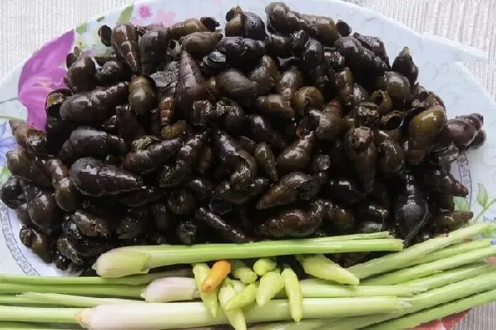 Nguyên Liệu Cần Chuẩn Bị Để Nấu Ốc Hút Đà Nẵng