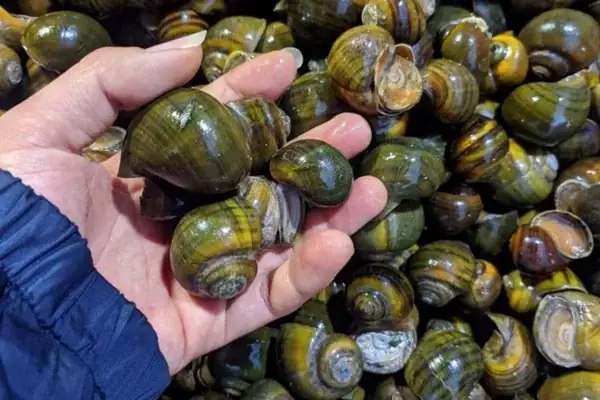 Cách Chọn Mua Ốc Bươu Ngon Cách Chọn Mua Ốc Bươu Ngon