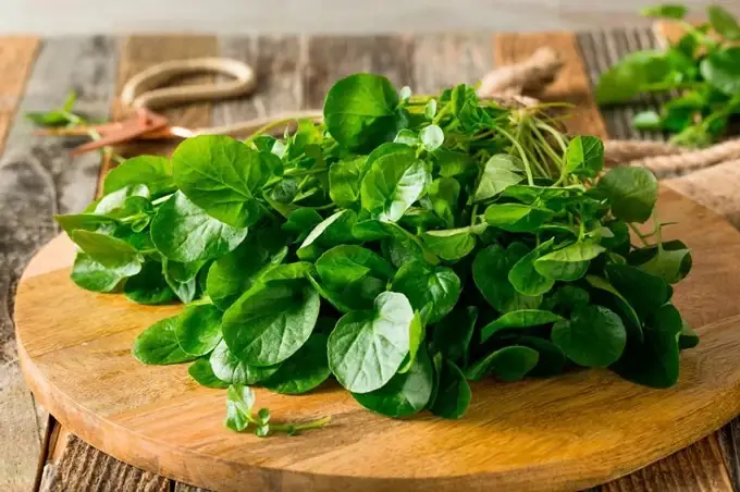 Tác Dụng Của Rau Cải Xoong