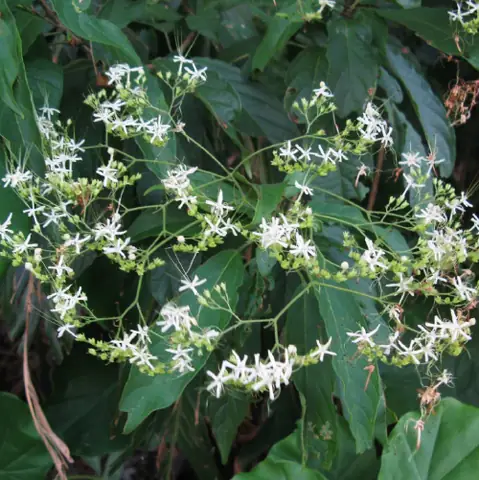 Mô tả cây bọ mẩy