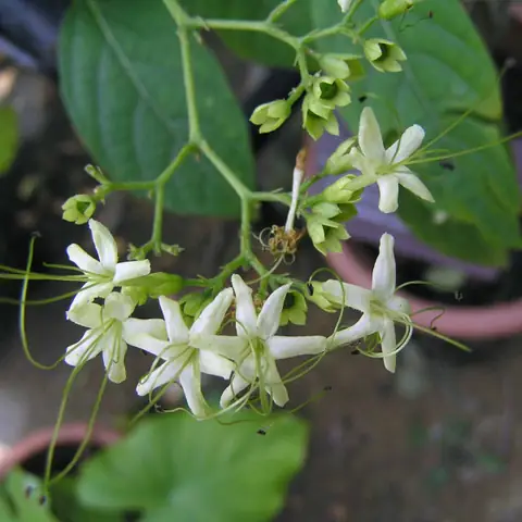 Mô tả cây bọ mẩy