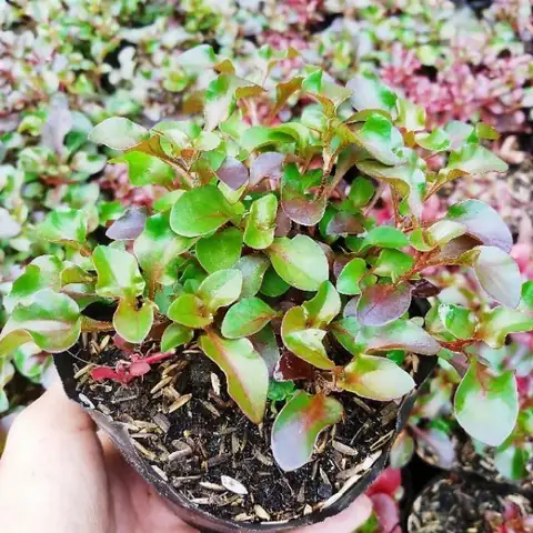 Chậu Cây Giống Rau Dền Nhật - Cải Xoong Nhât- Giống Rau Bổ Dưỡng Cực Dễ Trồng Chậu Cây Giống Rau Dền Nhật - Cải Xoong Nhât- Giống Rau Bổ Dưỡng Cực Dễ Trồng