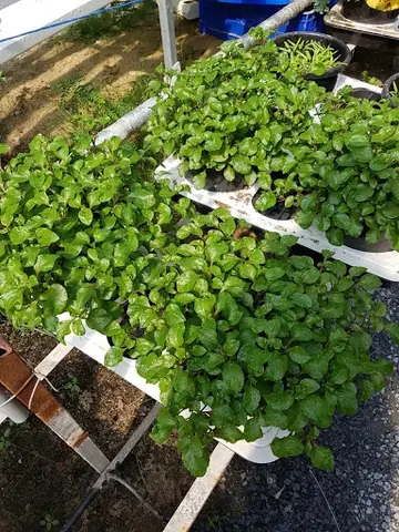 4. Công Dụng Tiếp Theo Của Rau Cải Xoong Nhật Là Giúp Bạn Trị Giun, Giải Độc Và Lợi Tiểu Hiệu Quả 4. Công Dụng Tiếp Theo Của Rau Cải Xoong Nhật Là Giúp Bạn Trị Giun, Giải Độc Và Lợi Tiểu Hiệu Quả