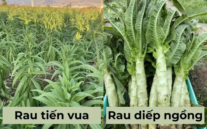2phân Biệt Rau Tiến Vua Và Rau Diếp Ngồng