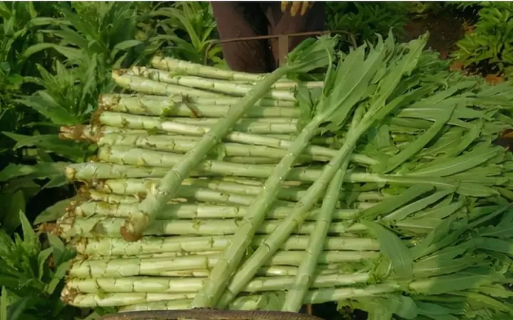 1rau Tiến Vua Là Rau Gì?