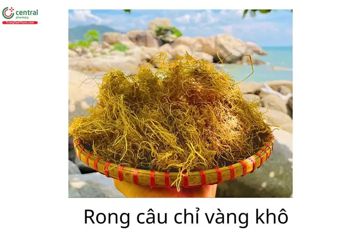 1Rong câu chỉ vàng là gì?