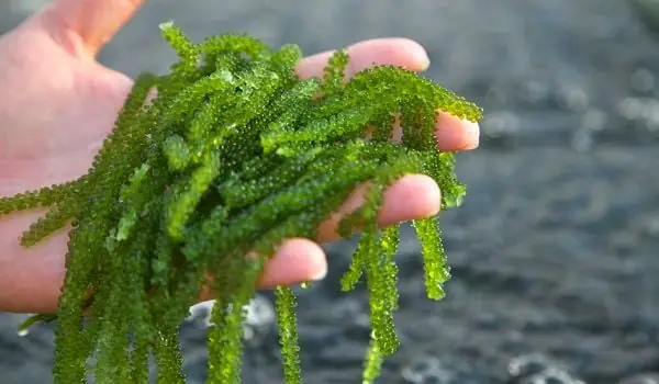 Rong nho phân bố ở đâu?