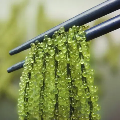 cách nấu rong nho biển