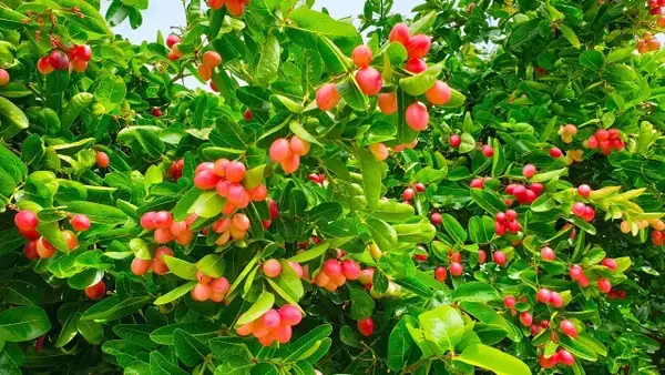 Cách Nấu Siro Từ Trái Siro