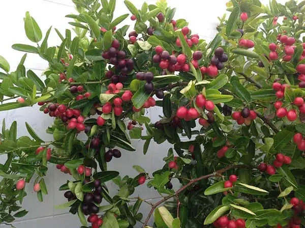 Cách Nấu Siro Từ Trái Siro