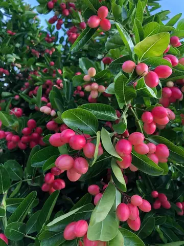 Cách Nấu Siro Từ Trái Siro