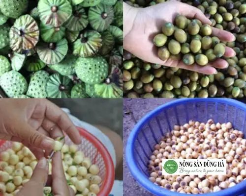 Bước 1: Sơ Chế Nguyên Liệu