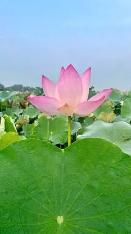 Vết sinh trưởng trên lá sen – Dấu ấn độc bản của thiên nhiên và cuộc sống