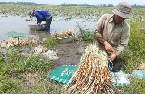 Lễ hội Làng Sen năm 2023 sẽ diễn ra với nhiều hoạt động mới, đặc sắc