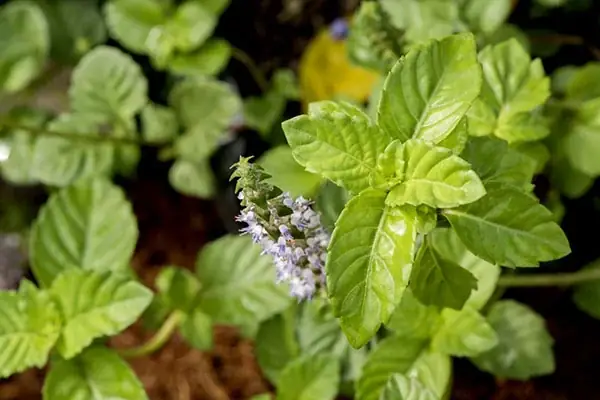 Ăn Sương Sáo Có Tốt Không? Ăn Sương Sáo Có Tốt Không?