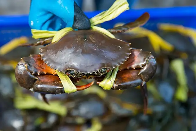 Cách nấu súp cua để bán kinh doanh giá rẻ, thơm ngon Cách nấu súp cua để bán kinh doanh giá rẻ, thơm ngon