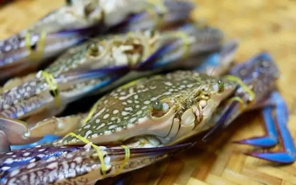 Hướng dẫn cách chọn ghẹ tươi ngon