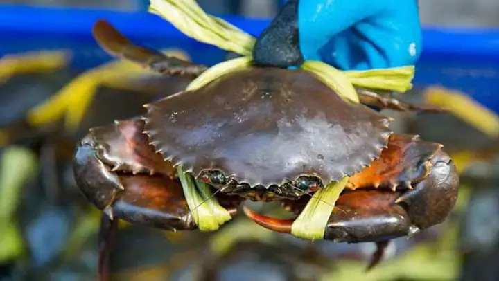 5 cách nấu súp cua đơn giản tại nhà cực ngon không chảy nước - 1