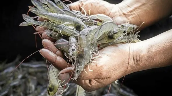 Cách Chọn Tôm Ngon