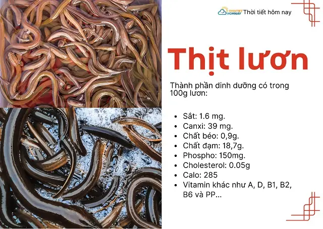 Có Nên Cho Bé Ăn Dặm Súp Lươn Không?