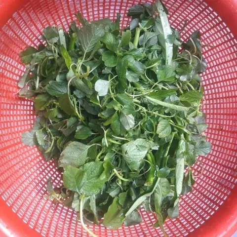 2 Cã¡ch Nấu Canh Rau Dá»n Nấu Tã´m Khã´ Ngon Ngá»t, Thanh Mã¡t Cæ¡ Thá» 2 Cã¡ch Nấu Canh Rau Dá»n Nấu Tã´m Khã´ Ngon Ngá»t, Thanh Mã¡t Cæ¡ Thá»