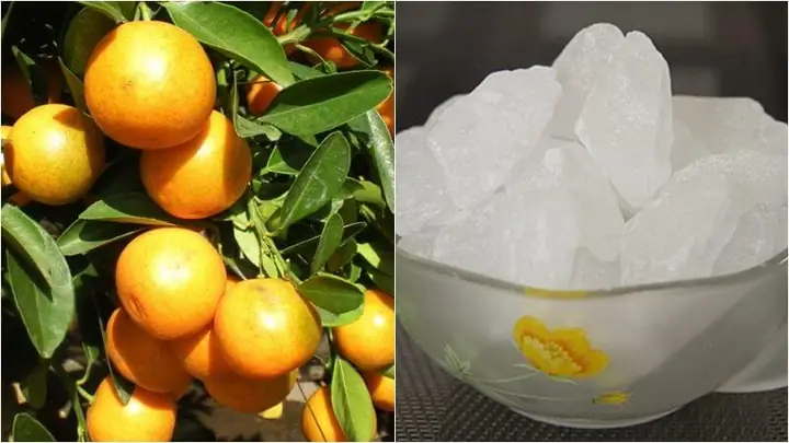 3Cách làm tắc chưng đường phèn trị ho đơn giản ngay tại nhà 3Cách làm tắc chưng đường phèn trị ho đơn giản ngay tại nhà