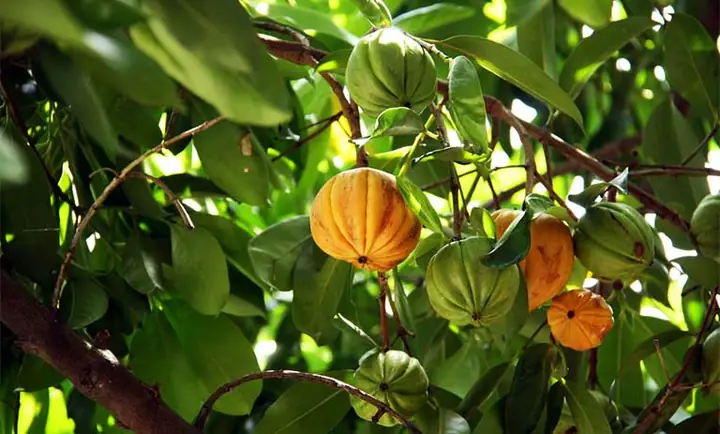 1. Tác dụng của tai chua