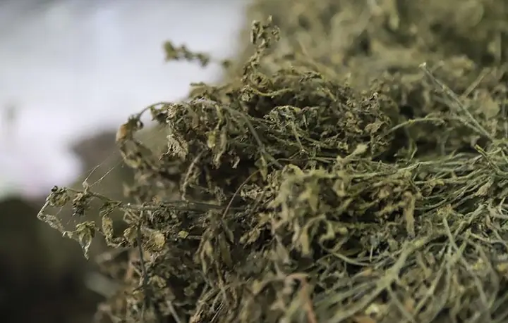 Cách Chọn Cây Thạch Đen Để Nấu Thạch Đen Cao Bằng Cách Chọn Cây Thạch Đen Để Nấu Thạch Đen Cao Bằng