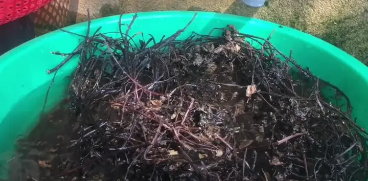 Bước 1: Sơ Chế Cây Thạch Đen Bước 1: Sơ Chế Cây Thạch Đen