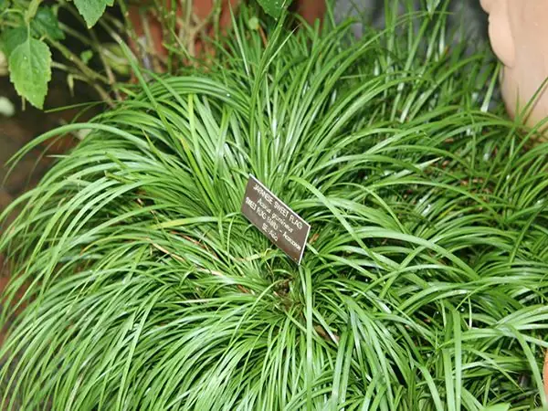 Gia Vị Cần Thiết Cho Cách Nấu Thắng Cố Bò Chuẩn Gia Vị Cần Thiết Cho Cách Nấu Thắng Cố Bò Chuẩn