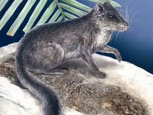 Cách Nấu Thịt Sóc Ngon