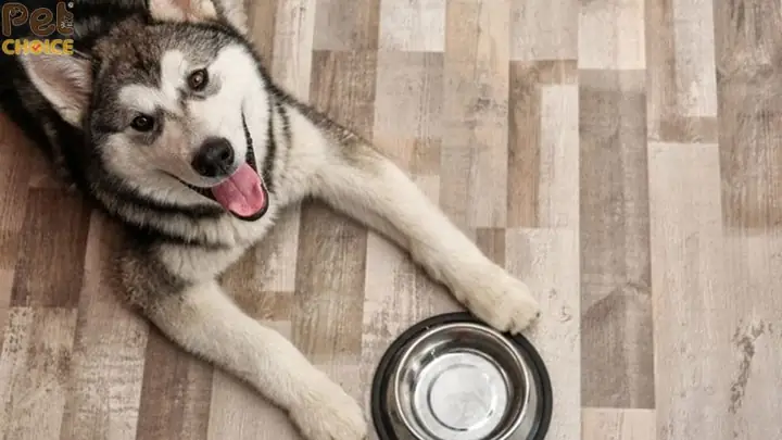 3. Lưu ý quan trọng khi cho ăn