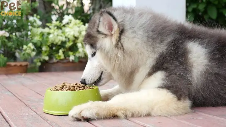 Thức Ăn Khô Và Thức Ăn Ướt