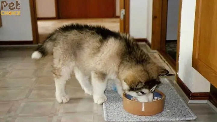 1. Thức ăn tươi nên chọn