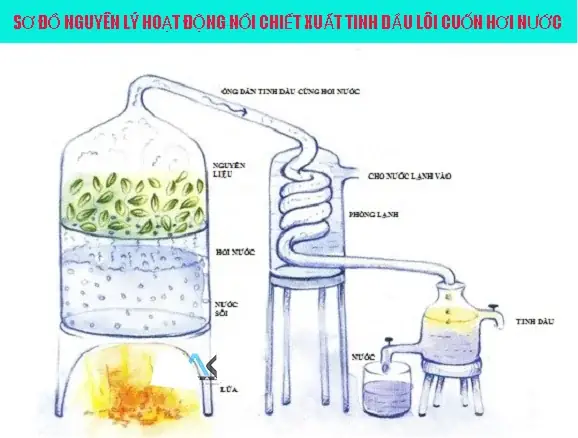 Bước 4:  Tách tinh dầu, thu thành quả