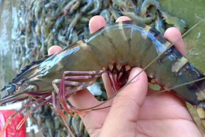 Bí Quyết Chọn Tôm Hấp Bia Sả Ngon Bí Quyết Chọn Tôm Hấp Bia Sả Ngon