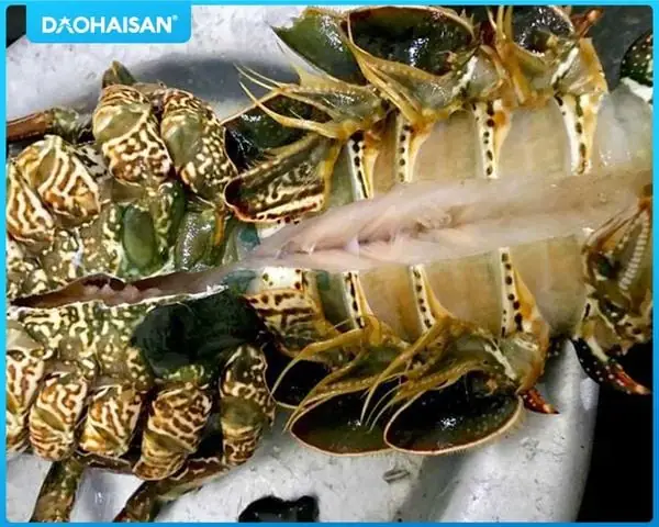 Bước 1: Sơ chế sạch nguyên liệu tôm hùm tươi Bước 1: Sơ chế sạch nguyên liệu tôm hùm tươi