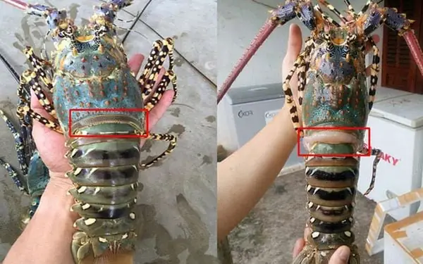 Cách Chọn Mua Tôm Hùm Ngon