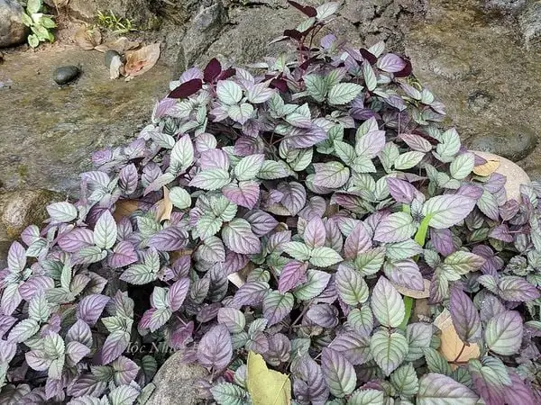 Cây Trà Dr Thanh Có Đặc Điểm Như Thế Nào?