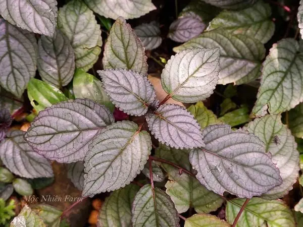 Cây Trà Dr Thanh Có Đặc Điểm Như Thế Nào?