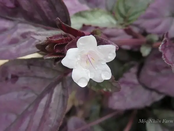 Cây Trà Dr Thanh Có Đặc Điểm Như Thế Nào?