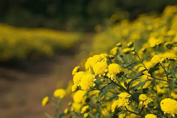 Trị mất ngủ, tăng cường chức năng não bộ Trị mất ngủ, tăng cường chức năng não bộ