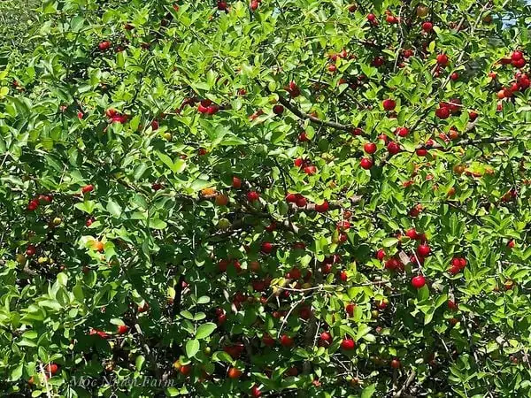 Đặc điểm của cây sơ ri