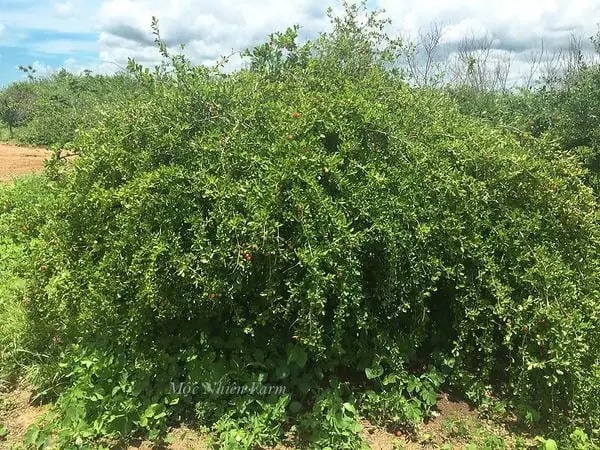 Đặc điểm của cây sơ ri