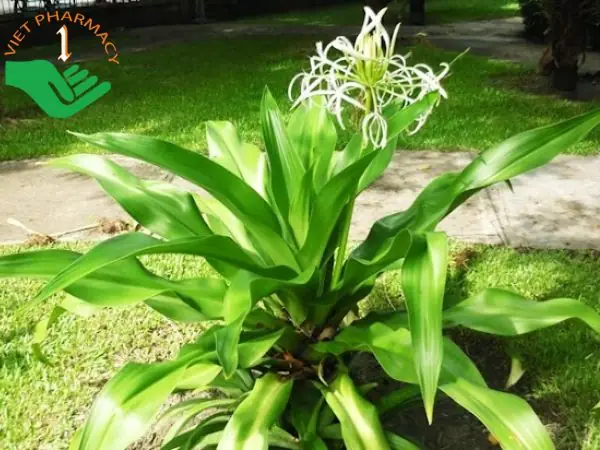 Vì Sao Trinh Nữ Hoàng Cung Có Thể Chữa Bệnh?