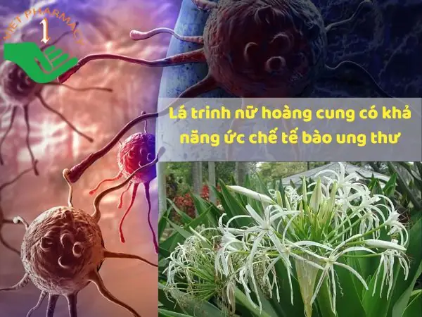 Hạn Chế Sự Phát Triển Của Tế Bào Ung Thư